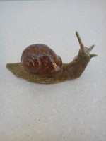 /album/animaux-divers/escargot-3-jpg/